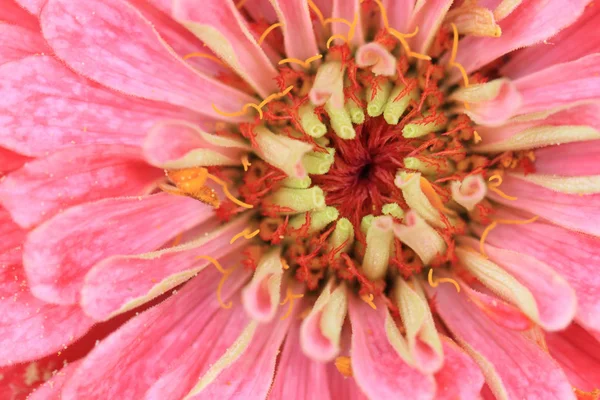 Zinnia bloem detail — Stockfoto