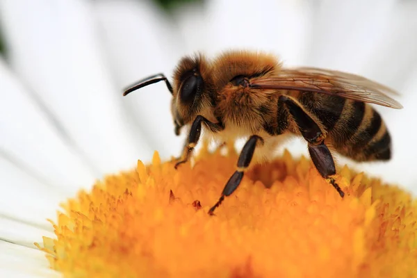 Bee en daisy Stockafbeelding