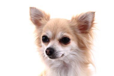 tatlı chihuahua başkanı