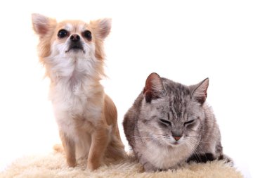 kedi ve chihuahua dinlenme
