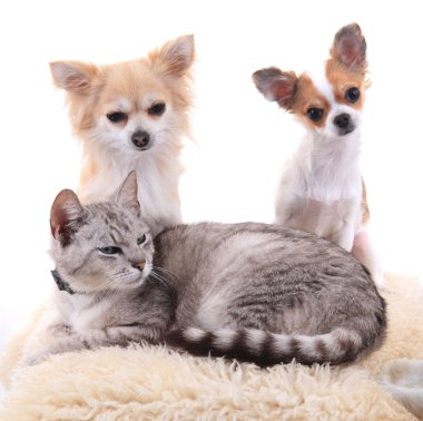 kedi ve chihuahua dinlenme