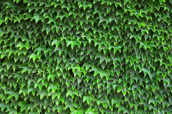 Zöld levelek textúra — Stock Fotó