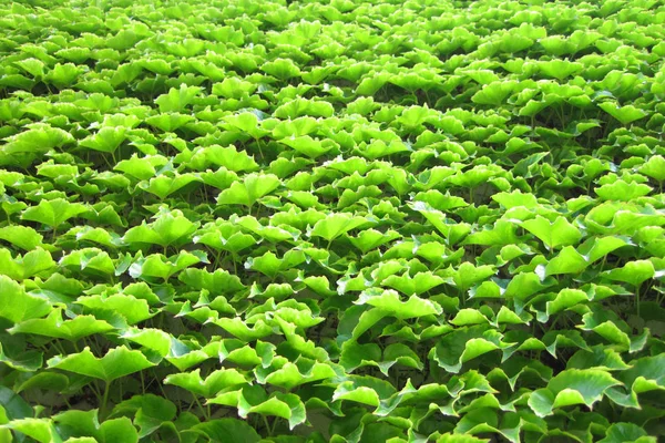 Zöld levelek textúra — Stock Fotó