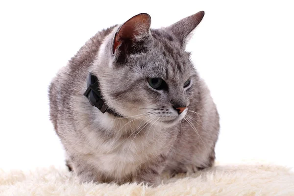 Gato gris aislado — Foto de Stock