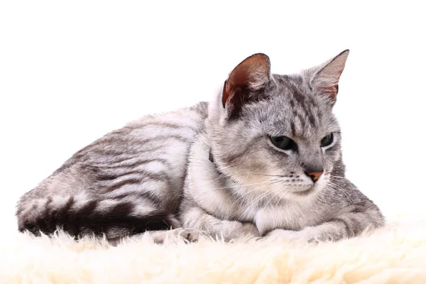 Gato gris aislado — Foto de Stock