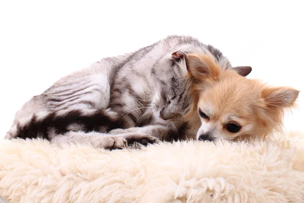 Katt och chihuahua vilar — Stockfoto