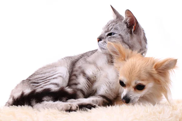 Katt och chihuahua vilar — Stockfoto