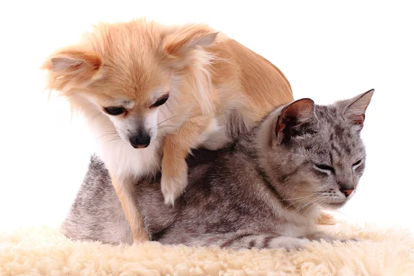 Katze und Chihuahua ruhen sich aus — Stockfoto