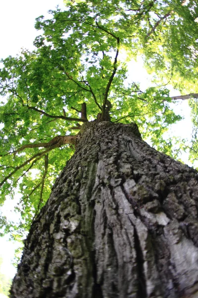 Eski meşe ağacının — Stok fotoğraf