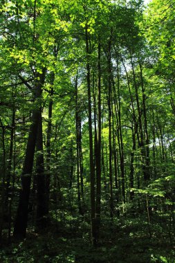 Yeşil orman arka plan