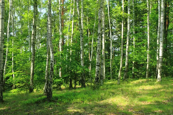 Forêt de bouleaux verts — Photo