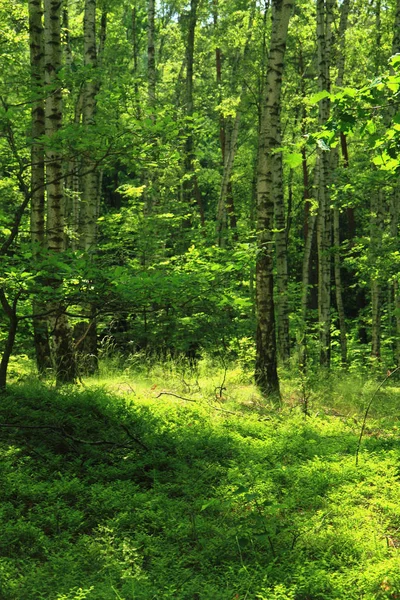 Fondo del bosque verde — Foto de Stock