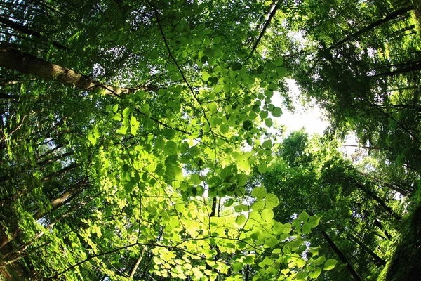 Green forest background — Stock Photo, Image