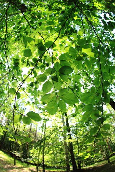 Tło zielony las — Zdjęcie stockowe