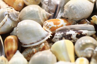 Deniz kabukları arka plan