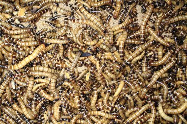 taze mealworms gıda hayvanlar için 
