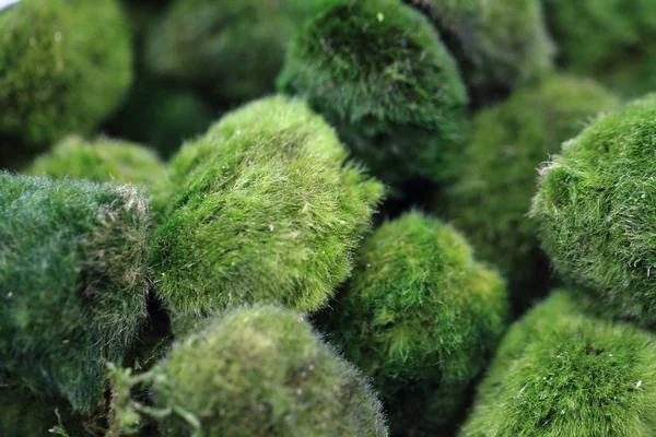 Moss küreler arka plan — Stok fotoğraf