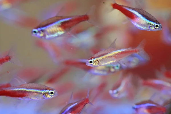 Farbe Neon Fische — Stockfoto