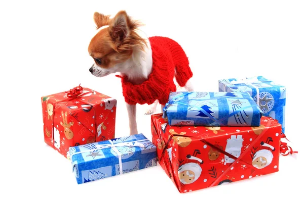 Sweet small chihuahua and christmas presents — Stock Photo, Image