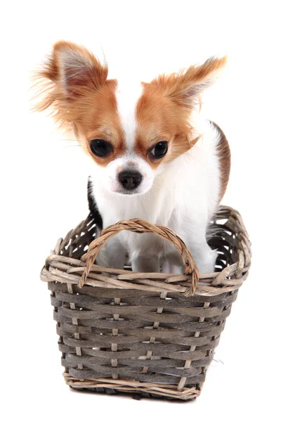 Sweet small chihuahua in the basket — Stock Photo, Image
