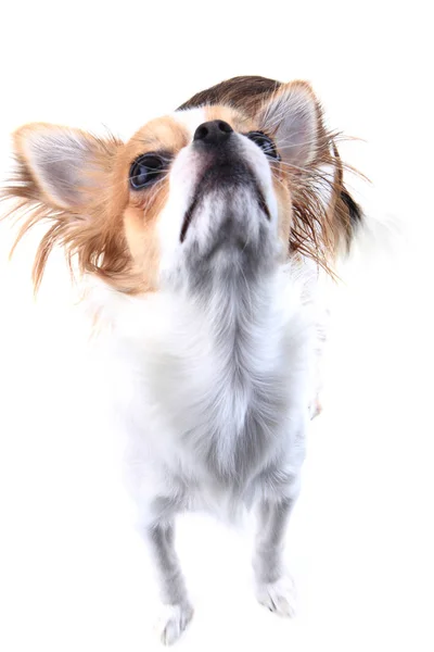 Süßer kleiner Chihuahua — Stockfoto