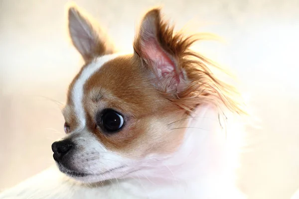 Cabeça de chihuahua doce — Fotografia de Stock