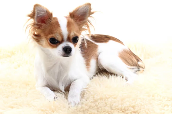 Chihuahua está descansando —  Fotos de Stock