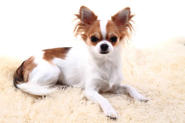 Chihuahua está descansando — Fotografia de Stock