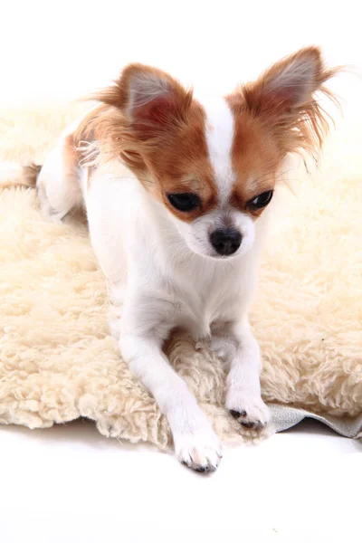 Chihuahua ruht sich aus — Stockfoto