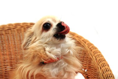 Chihuahua dinleniyor