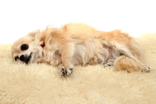 Chihuahua está descansando — Fotografia de Stock