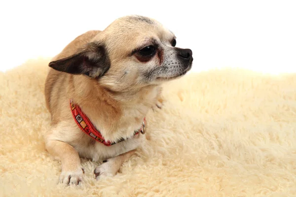 Chihuahua está descansando —  Fotos de Stock