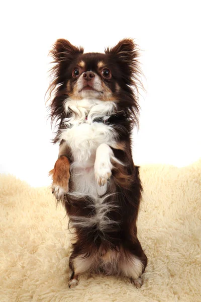 Chihuahua como rabitt — Fotografia de Stock