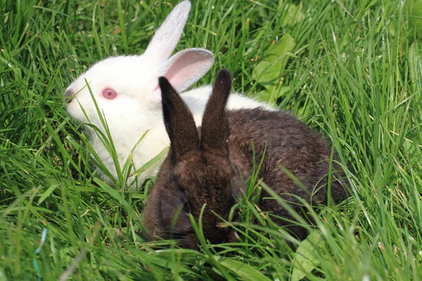 Herbe de lapin noir et blanc — Photo