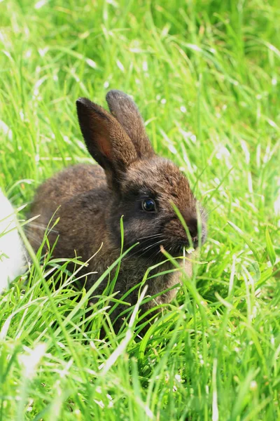 Траву темний кролик — стокове фото