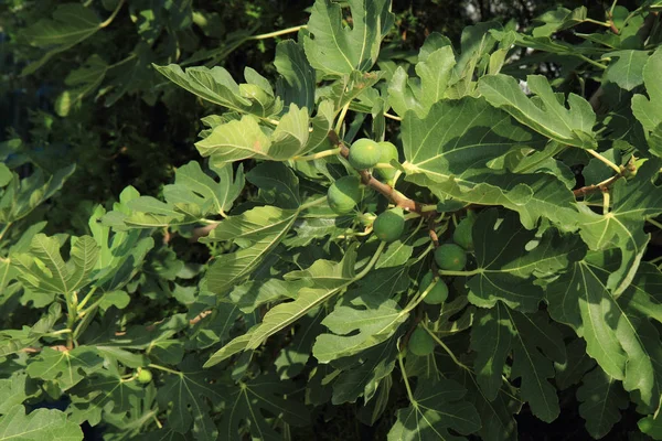 果物のイチジクの木 — ストック写真