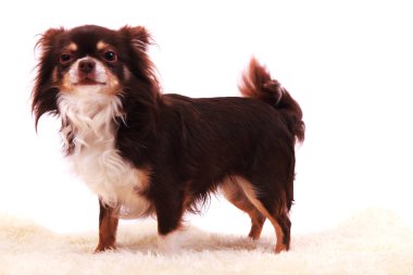 Chihuahua dinleniyor