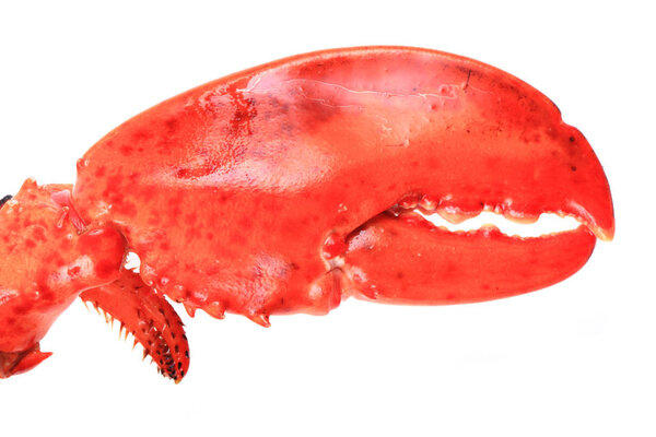 оранжевый лобстер
