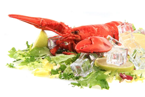 Orange lobster isolated — Stock Photo, Image