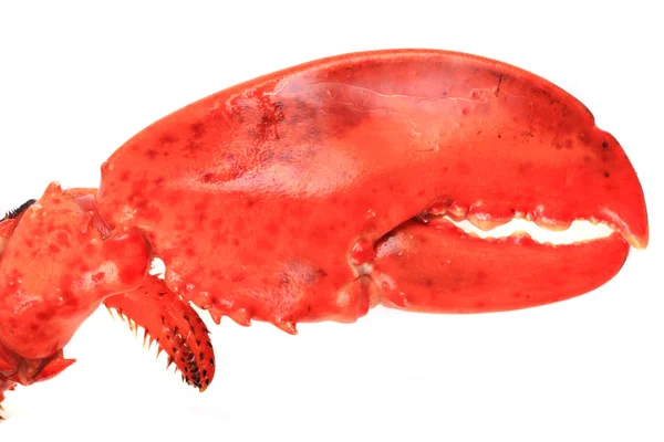 Detalhe do nipper de lagosta — Fotografia de Stock