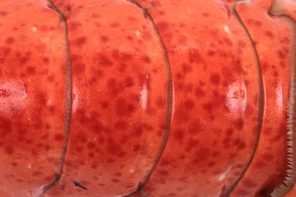 Detalhe de lagosta laranja — Fotografia de Stock