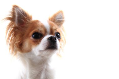 küçük chihuahua kafa