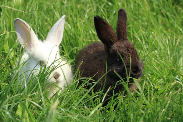 Herbe de lapin noir et blanc — Photo