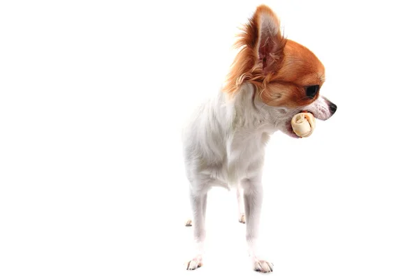 Chihuahua and bone — Stock Photo, Image