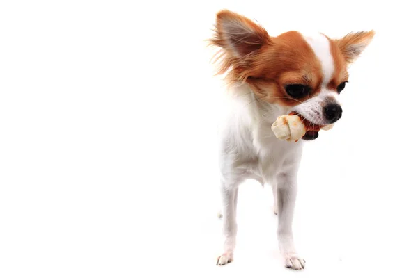 Chihuahua y hueso — Foto de Stock