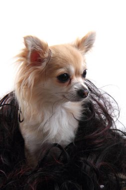 Chihuahua dinleniyor