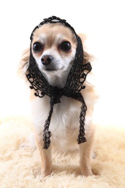 Chihuahua ile seksi kıyafetler