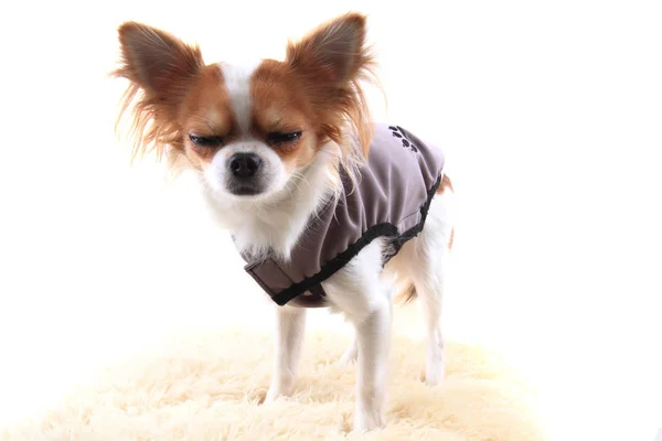 Chihuahua en ropa de abrigo — Foto de Stock
