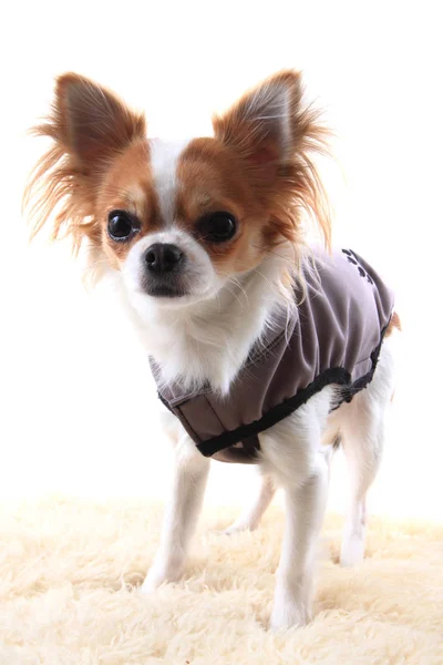 Chihuahua en ropa de abrigo — Foto de Stock