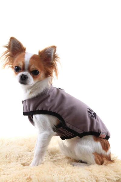 Chihuahua en ropa de abrigo — Foto de Stock